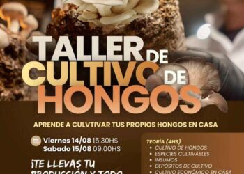 Cultivo de hongos en casa: lanzan un taller teórico-práctico para aprender el proceso de principio a fin