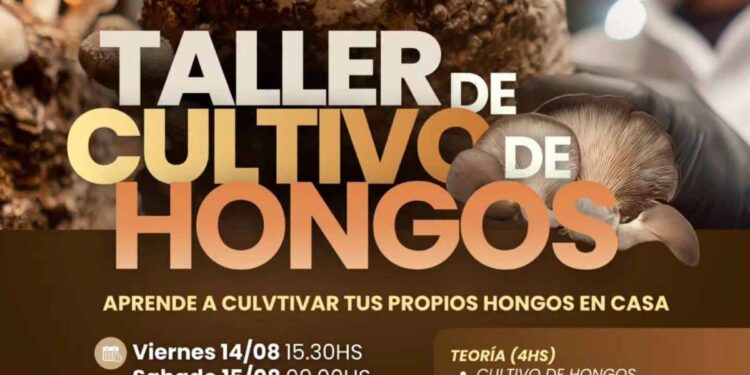 Cultivo de hongos en casa: lanzan un taller teórico-práctico para aprender el proceso de principio a fin