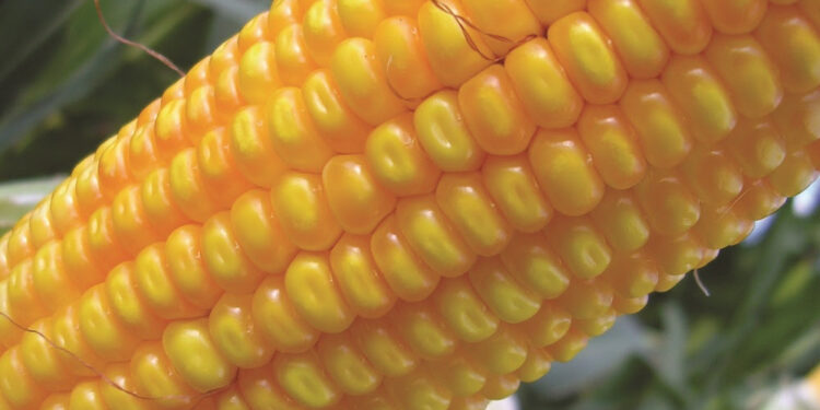 Nuevo maíz genéticamente modificado con protección contra insectos y tolerancia a herbicidas