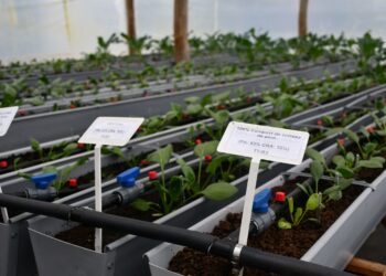 Semihidroponía : investigan cómo producir más con menos dependencia de insumos externos