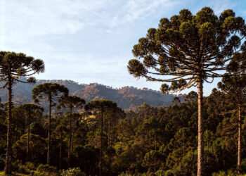 Seminario Binacional de Sustentabilidad de Araucaria