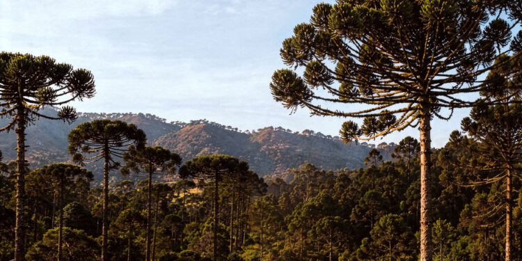 Seminario Binacional de Sustentabilidad de Araucaria