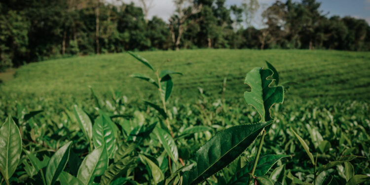 La Zafra tealera 2025/2026: costos en alza y menos exportaciones marcan una campaña compleja para Misiones