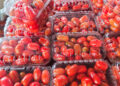 Tomate cherry para diversificar la horticultura misionera