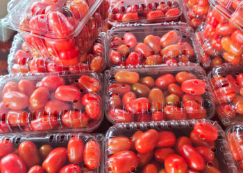 Tomate cherry para diversificar la horticultura misionera