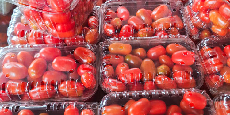 Tomate cherry para diversificar la horticultura misionera