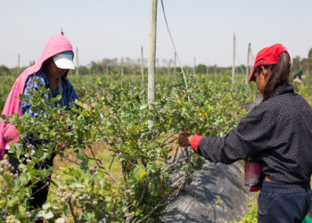 Todos los trabajadores y trabajadoras rurales ya pueden inscribirse en el Programa de Empleo Rural del RENATRE