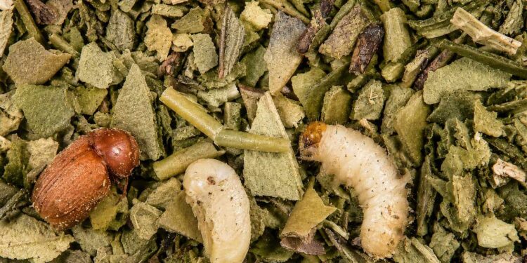 Gorgojo del tabaco: su presencia exige prevención en la industria yerbatera