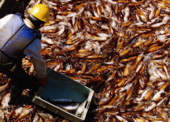 Las exportaciones pesqueras superaron los USD 1.000 millones