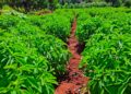 Sevia: Plantines que pueden rendir hasta 4.000 kg por hectárea/año