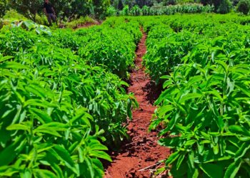 Sevia: Plantines que pueden rendir hasta 4.000 kg por hectárea/año