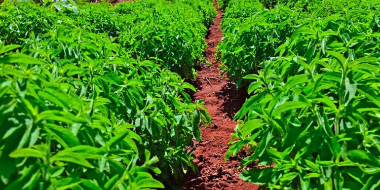 Sevia: Plantines que pueden rendir hasta 4.000 kg por hectárea/año