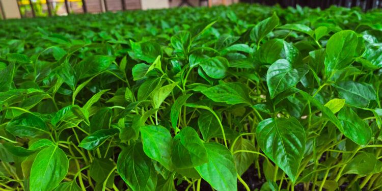 El pimiento: diversificación para 55 familias tabacaleras de Misiones