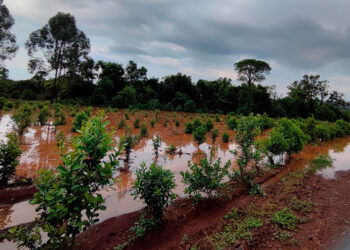 Septiembre arranca con fuertes contrastes: Misiones y el norte de Corrientes podrían acumular más de 300 milímetros durante el mes