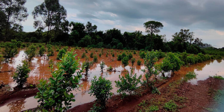 Septiembre arranca con fuertes contrastes: Misiones y el norte de Corrientes podrían acumular más de 300 milímetros durante el mes