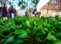 200 mil plantines misioneros  de banano a Salta 