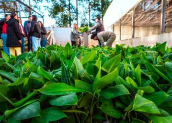 200 mil plantines misioneros  de banano a Salta 