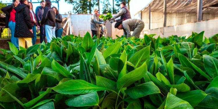 200 mil plantines misioneros  de banano a Salta 