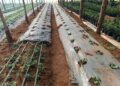 Variedades de gerberas con biotecnología para abastecer al sector florícola