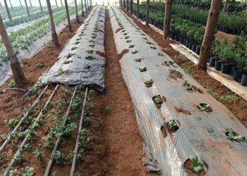 Variedades de gerberas con biotecnología para abastecer al sector  florícola