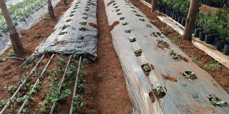 Variedades de gerberas con biotecnología para abastecer al sector  florícola
