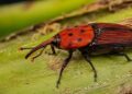 Amenaza a las palmeras, advierten la presencia del Picudo Rojo