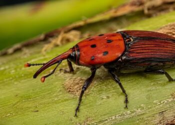Amenaza a las palmeras, advierten la presencia del Picudo Rojo
