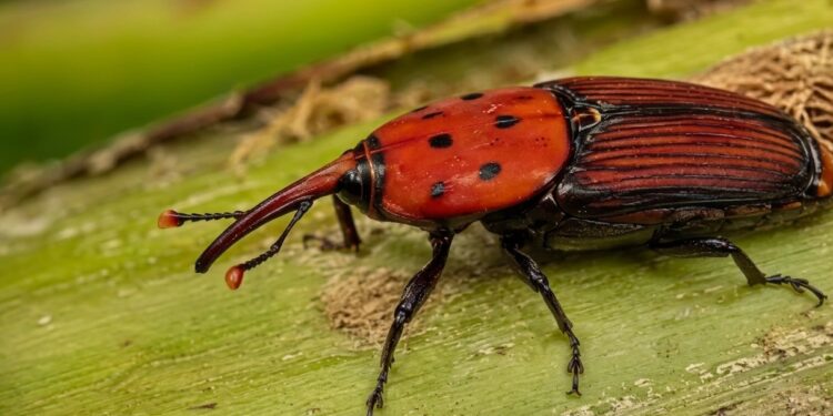 Amenaza a las palmeras, advierten la presencia del Picudo Rojo