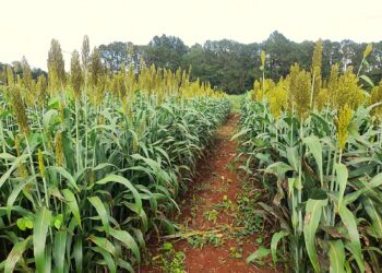 Sorgo en Misiones:  para mejorar la producción ganadera
