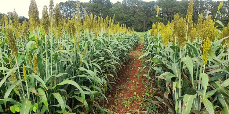 Sorgo en Misiones:  para mejorar la producción ganadera