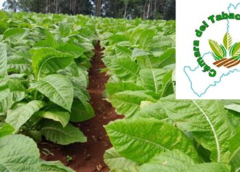 Cámara del Tabaco de Misiones Intima a dos grandes empresas por presunta retención indebida de fondos millonarios