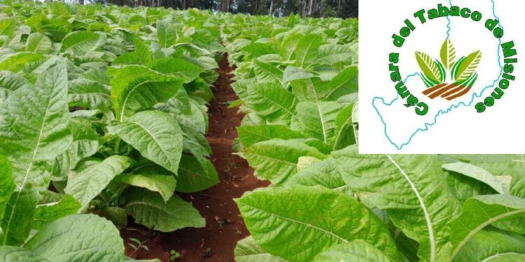 Cámara del Tabaco de Misiones Intima a dos grandes empresas por presunta retención indebida de fondos millonarios