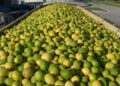 Argentina abrió la exportación a Panamá de cítricos