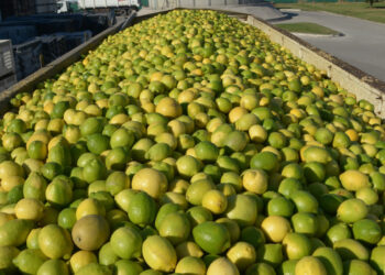 Argentina abrió la exportación a Panamá de cítricos