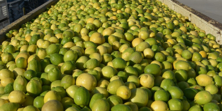 Argentina abrió la exportación a Panamá de cítricos