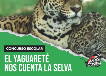 Escuelas al frente de la conservación: lanzan un concurso para que los chicos misioneros alcen la voz por el yaguareté