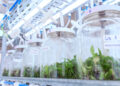 Curso internacional para multiplicar plantas a gran escala