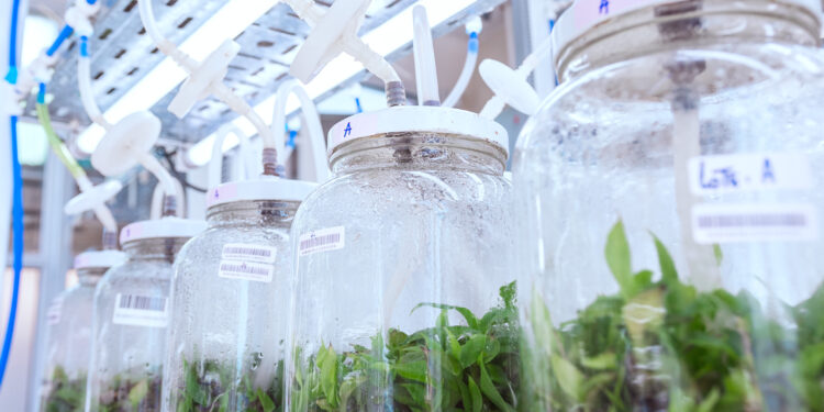 Curso internacional para multiplicar plantas a gran escala