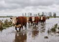 El fenómeno de El Niño amenaza al stock ganadero del Litoral