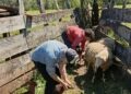 San Pedro conforma  una nueva cuenca ovina-caprina