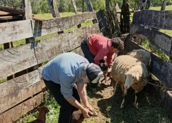 San Pedro conforma  una nueva cuenca ovina-caprina