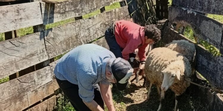 San Pedro conforma una nueva cuenca ovina-caprina