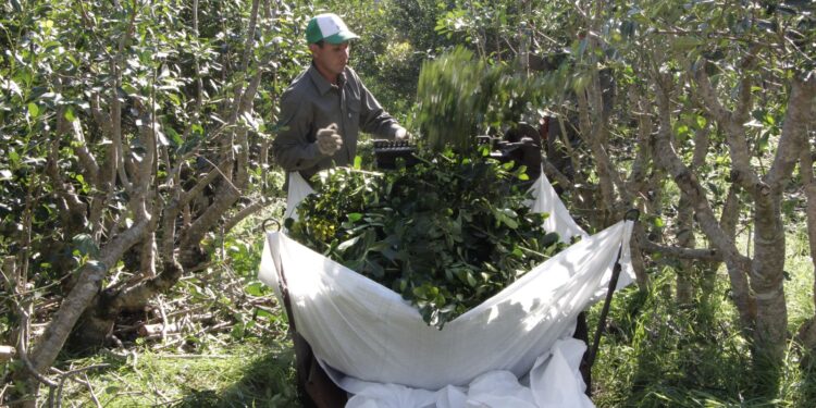 Recomendaciones para el manejo de los yerbales en tiempo de lluvias intensas