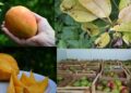 El mango y algunas recomendaciones para llegar a fin de año con frutas