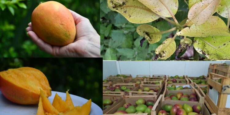 El mango y algunas recomendaciones para llegar a fin de año con frutas
