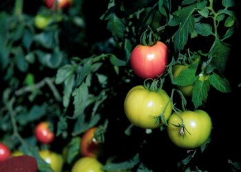 Producción de tomate injertado bajo invernadero: capacitación en San Vicente