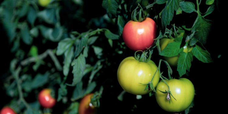 Producción de tomate injertado bajo invernadero: capacitación en San Vicente