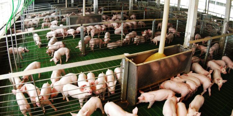 Producción porcina: el consumo alcanza valores récord