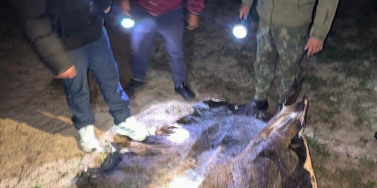 Alerta ganadera: el abigeato ya dejó 400 mil hectáreas fuera de producción en Corrientes