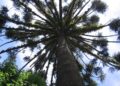 Seminario binacional de sustentabilidad de araucaria: fecha límite para la recepción de resúmenes